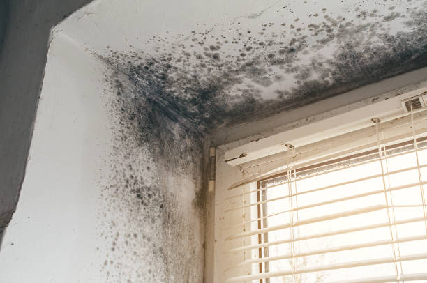 Affordable Mold Cleanup solutions in Paris, VA